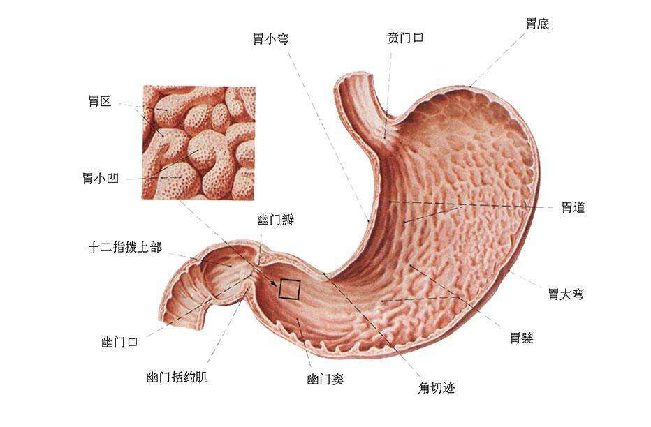 反酸、打嗝、腹胀是怎么回事？你所知道的可能都错了...